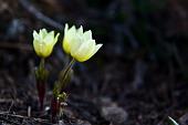 05_Altri fiori